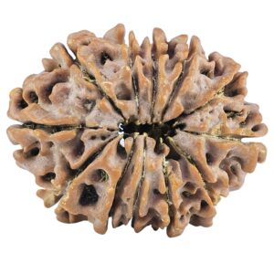 12 Mukhi Rudraksha 26.3mm 4.12gm - Rudraksha back