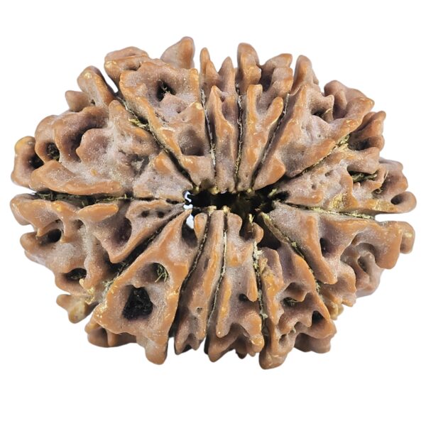 12 Mukhi Rudraksha 26.3mm 4.12gm - Rudraksha back