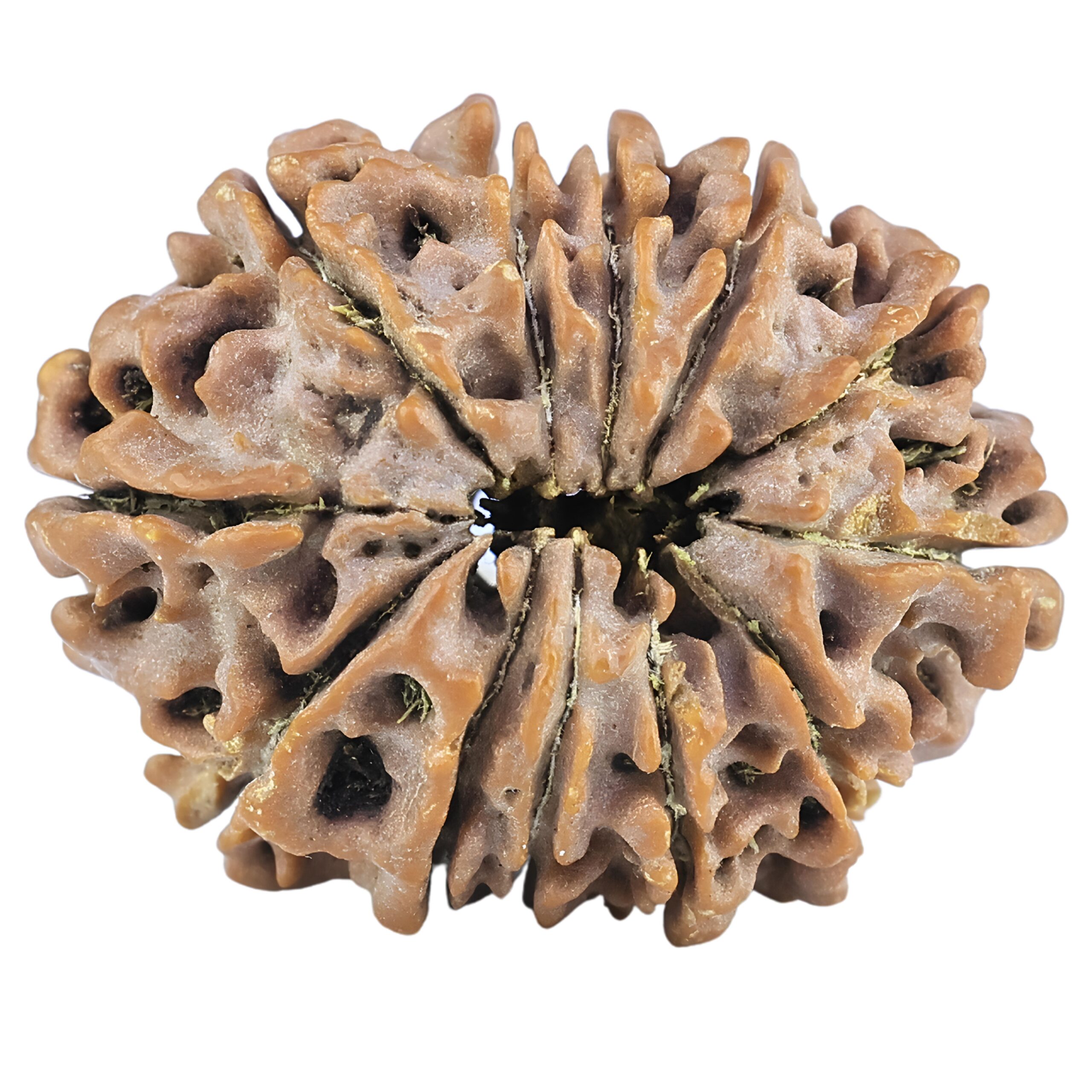 12 Mukhi Rudraksha 26.3mm 4.12gm - Rudraksha back