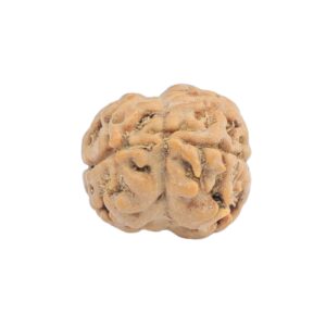 2 Mukhi Rudraksha 19.2mm 1.4gm - Rudraksha back