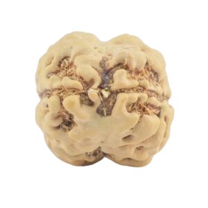 2 Mukhi Rudraksha 21.2mm 1.84gm - Origin: Nepal - Rudraksha back