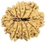 12 Mukhi Rudraksha 28.2mm 3.49gm - Rudraksha back