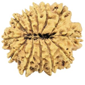 12 Mukhi Rudraksha 28.2mm 3.49gm - Rudraksha back