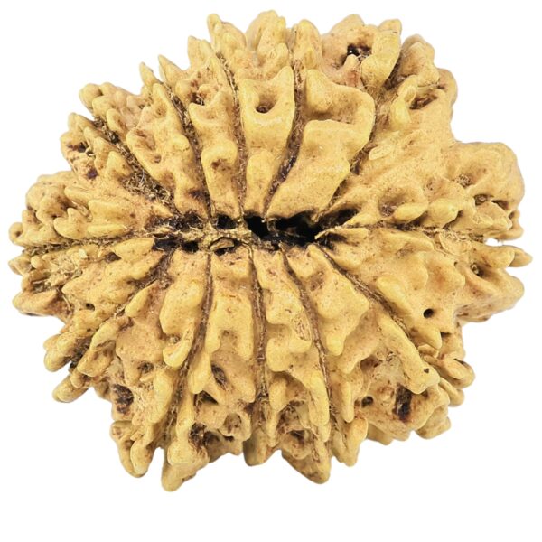 12 Mukhi Rudraksha 28.2mm 3.49gm - Rudraksha back
