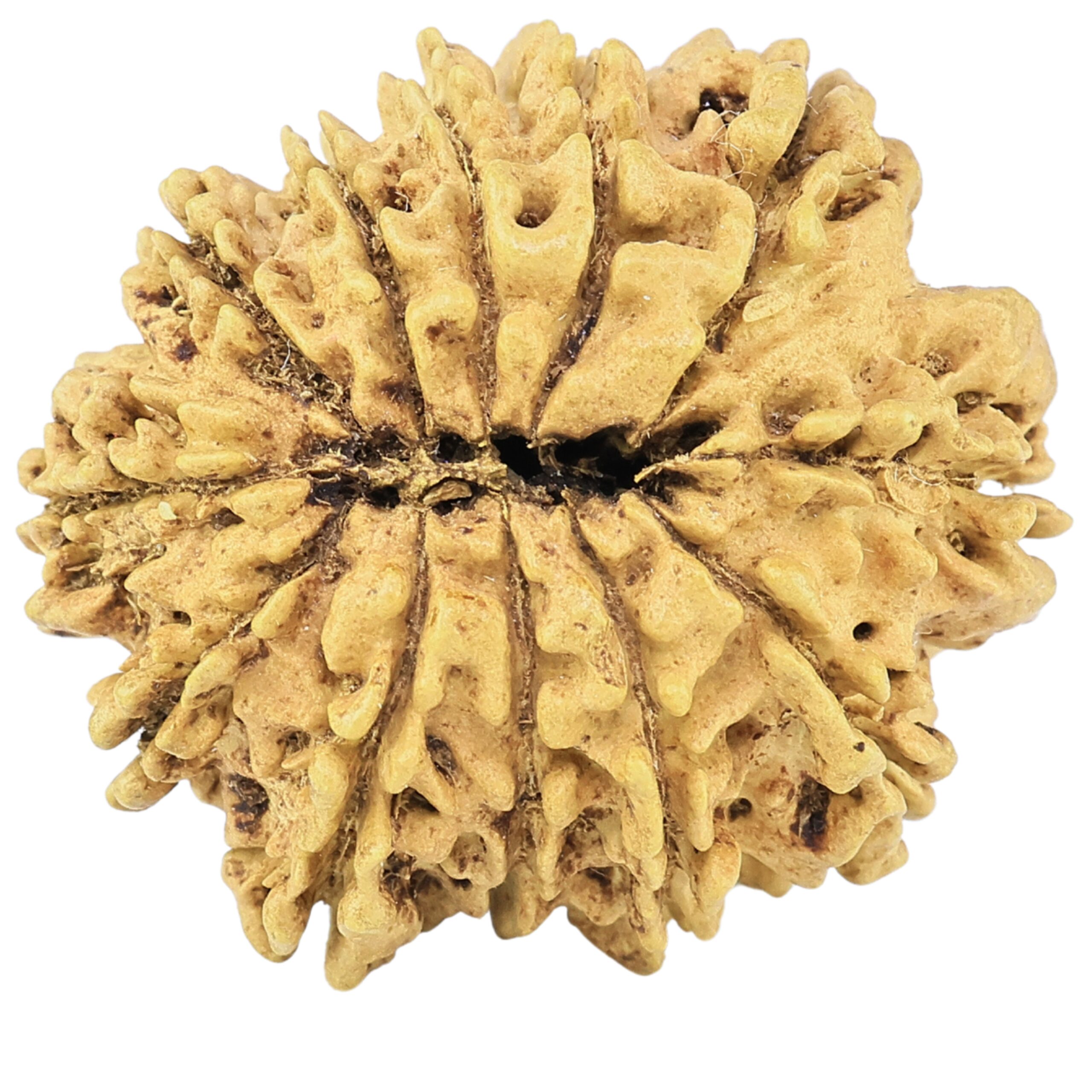 12 Mukhi Rudraksha 28.2mm 3.49gm - Rudraksha back