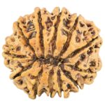 12 Mukhi Rudraksha 27.4mm 4.69gm - Rudraksha back