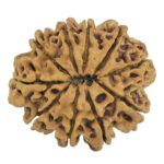 10 Mukhi Rudraksha 28.2mm 3.92gm - Rudraksha back