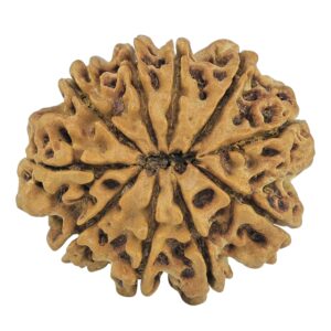 10 Mukhi Rudraksha 28.2mm 3.92gm - Rudraksha back