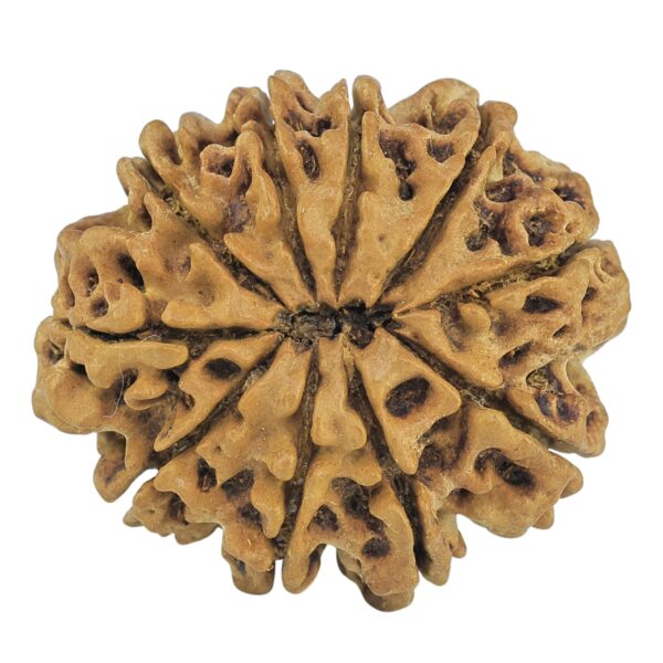 10 Mukhi Rudraksha 28.2mm 3.92gm - Rudraksha back