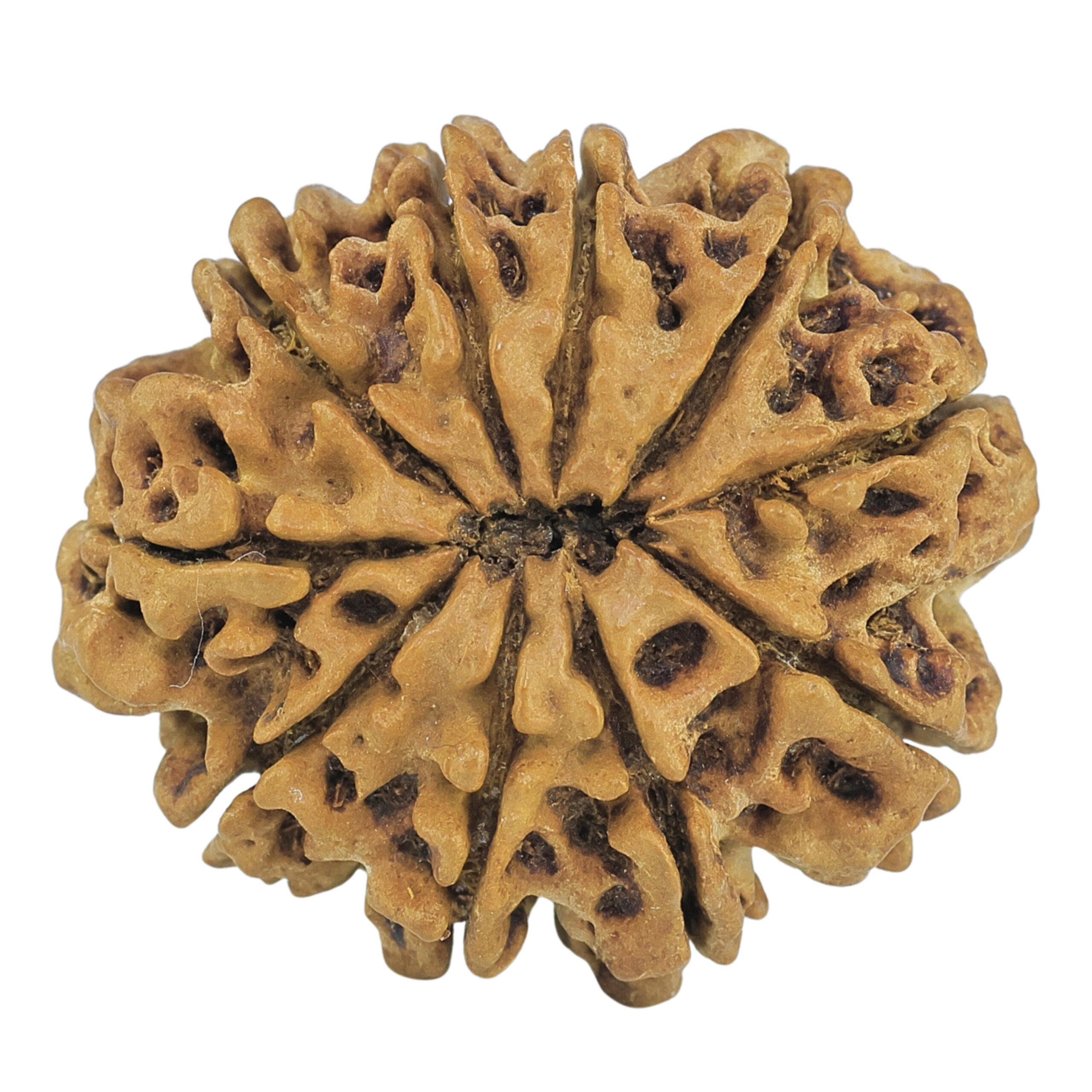 10 Mukhi Rudraksha 28.2mm 3.92gm - Rudraksha back