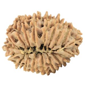 19 Mukhi Rudraksha 26mm 3.65gm - Rudraksha back
