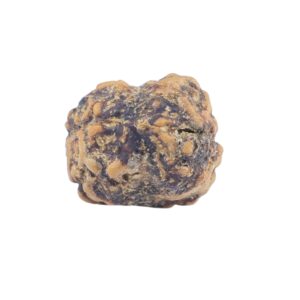 2 Mukhi Rudraksha 21.1mm 1.4gm - Rudraksha back