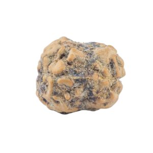 2 Mukhi Rudraksha 21.5mm 2gm - Rudraksha back