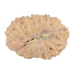 16 Mukhi Rudraksha 18.3mm 1gm - Rudraksha back