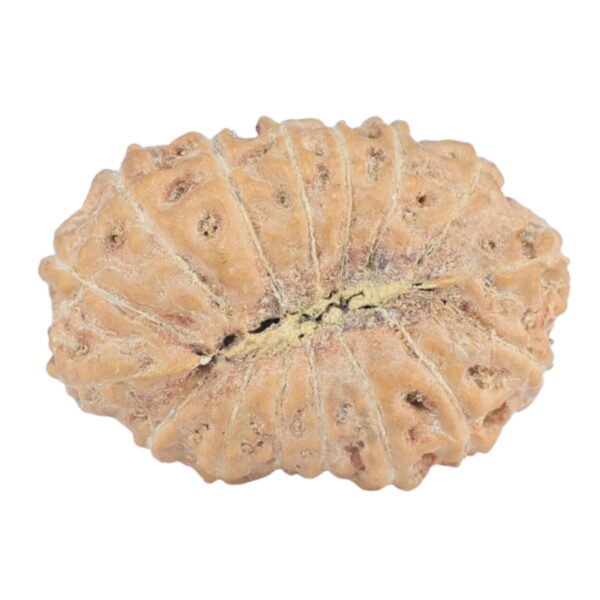 16 Mukhi Rudraksha 18.3mm 1gm - Rudraksha back