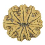 10 Mukhi Rudraksha 27.4mm 5gm - Rudraksha back