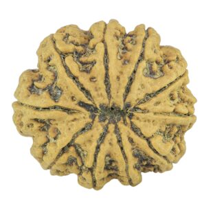10 Mukhi Rudraksha 27.4mm 5gm - Rudraksha back