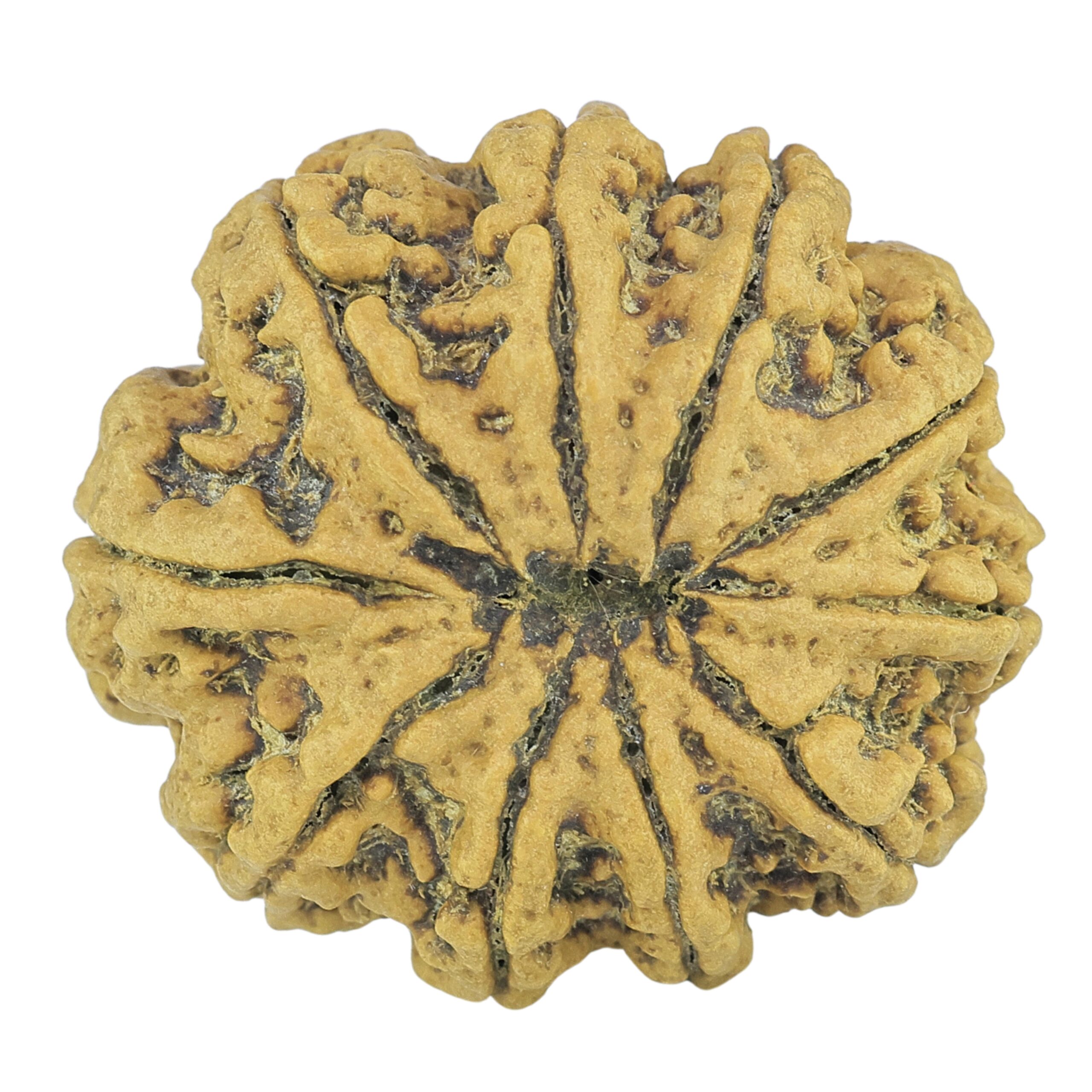 10 Mukhi Rudraksha 27.4mm 5gm - Rudraksha back