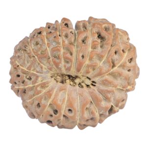16 Mukhi Rudraksha 21.2mm 2.58gm - Rudraksha back