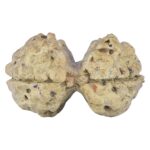 2 Mukhi Gaurishankar 19.1mm 0.74gm - Rudraksha back