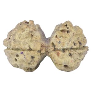 2 Mukhi Gaurishankar 19.1mm 0.74gm - Rudraksha back