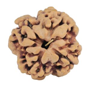 1MK(Underdeveloped) 22.5mm 3.85gm - Rudraksha back