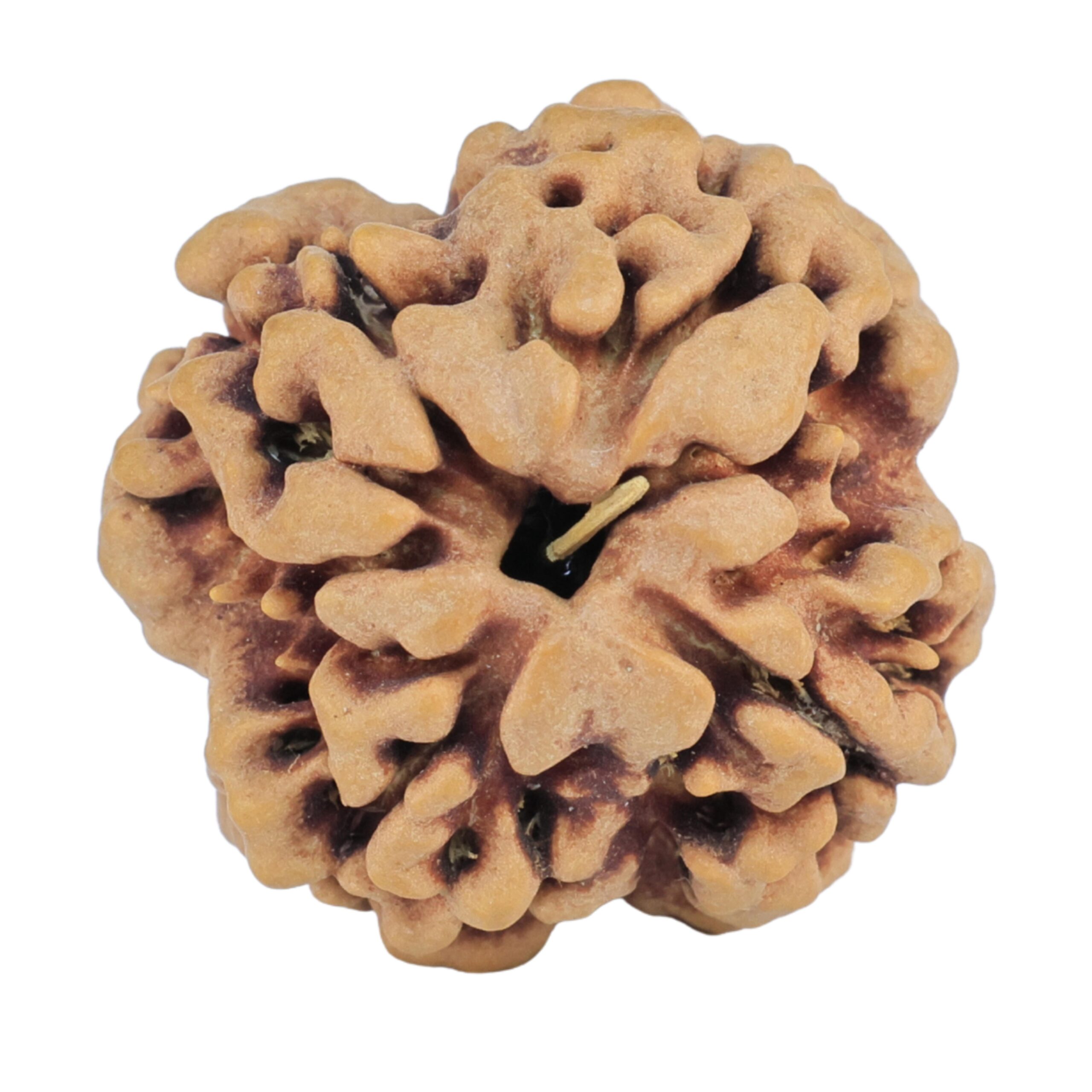 1MK(Underdeveloped) 22.5mm 3.85gm - Rudraksha back
