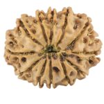 12 Mukhi Rudraksha 26.8mm 4.14gm - Rudraksha back
