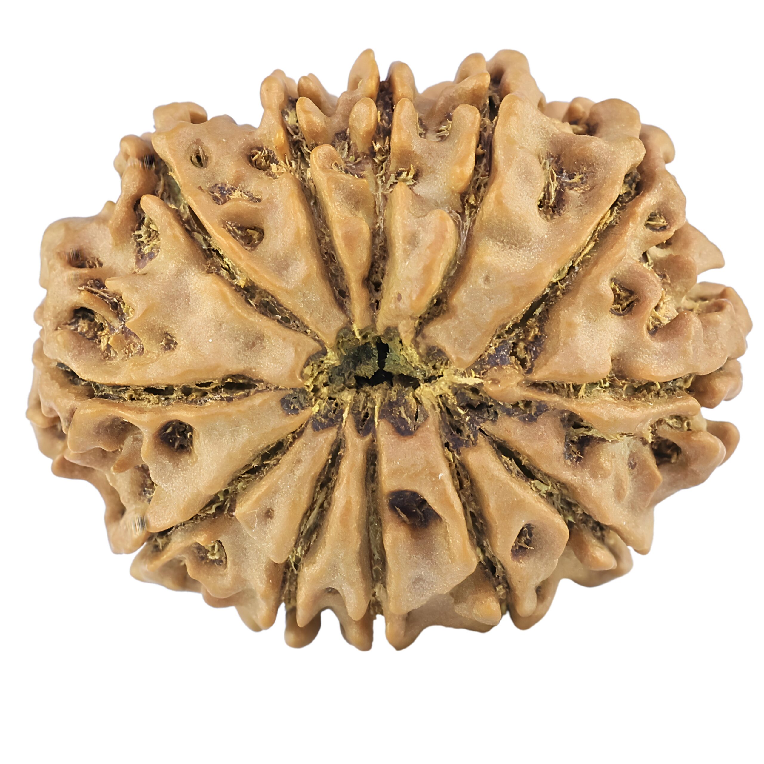 12 Mukhi Rudraksha 26.8mm 4.14gm - Rudraksha back