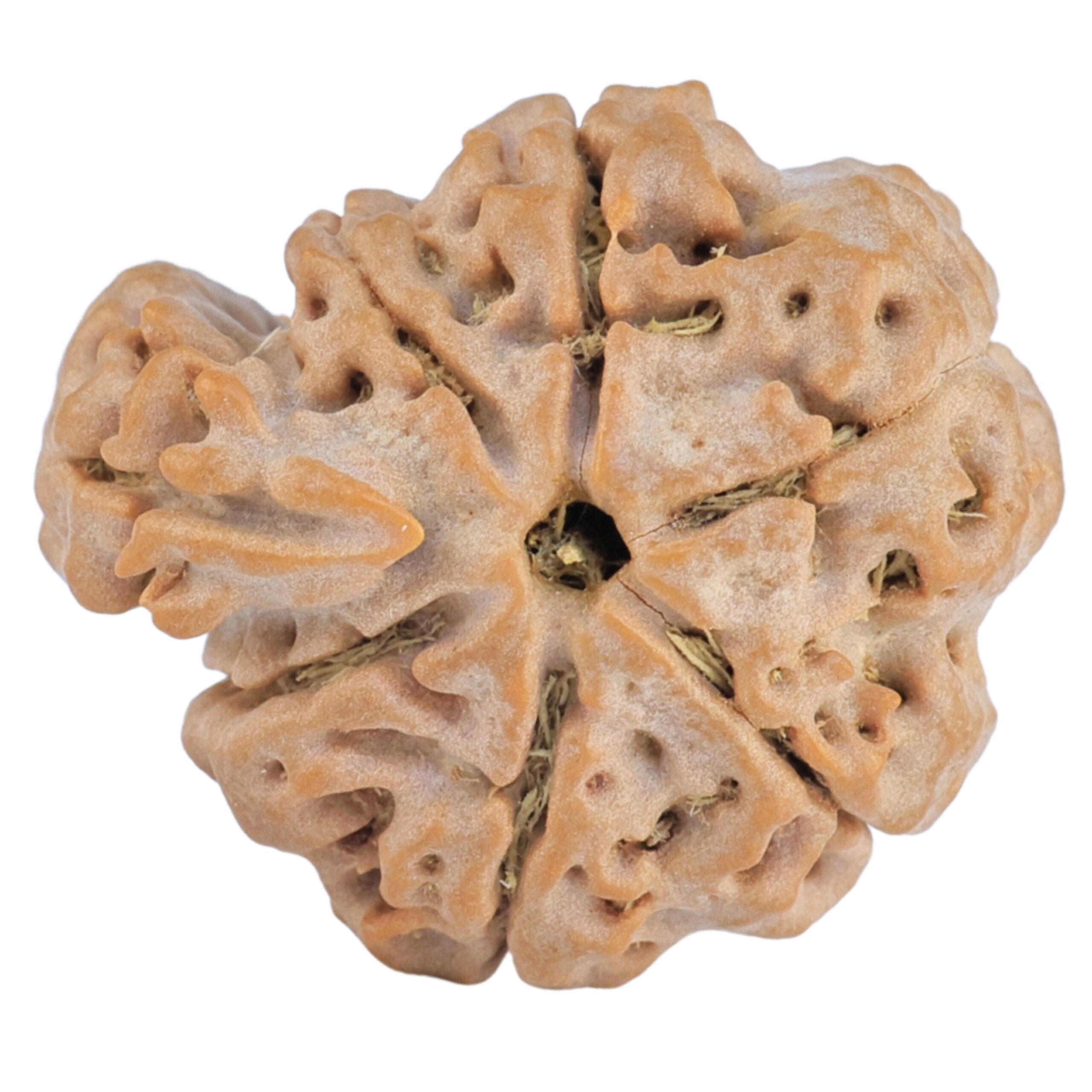 Sawar/Ganesh (6+1) 22.8mm 3.25gm - Rudraksha back