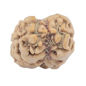 2 Mukhi Rudraksha 23.7mm 1.81gm - Rudraksha back