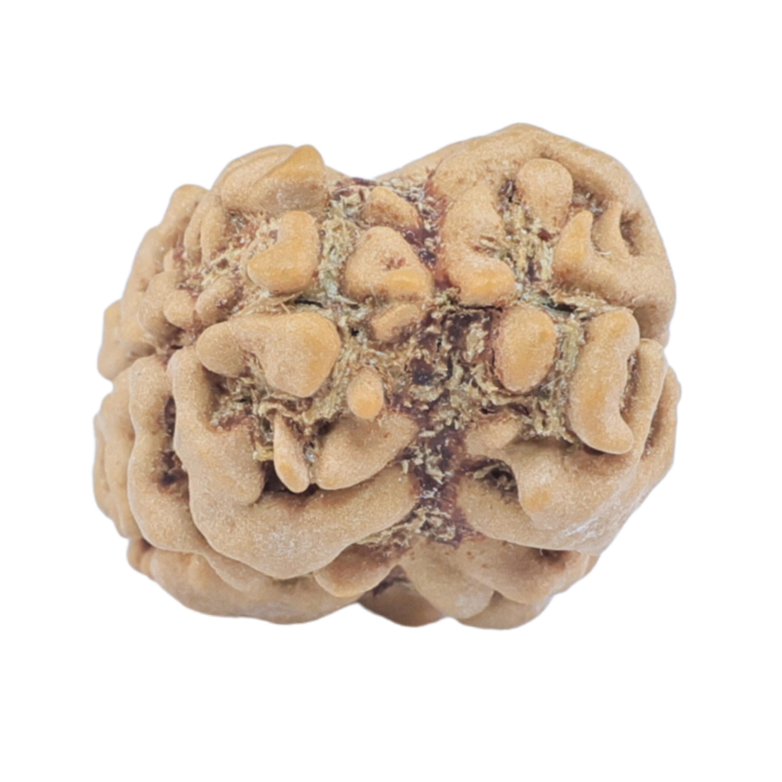 2 Mukhi Rudraksha 23.7mm 1.81gm - Rudraksha back