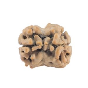 2 Mukhi Rudraksha 19.5mm 1.45gm - Rudraksha back