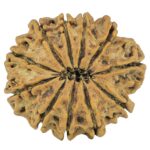 11 Mukhi Rudraksha 25mm 3.35gm - Rudraksha back