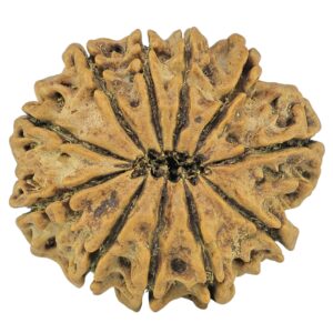 11 Mukhi Rudraksha 25mm 3.35gm - Rudraksha back