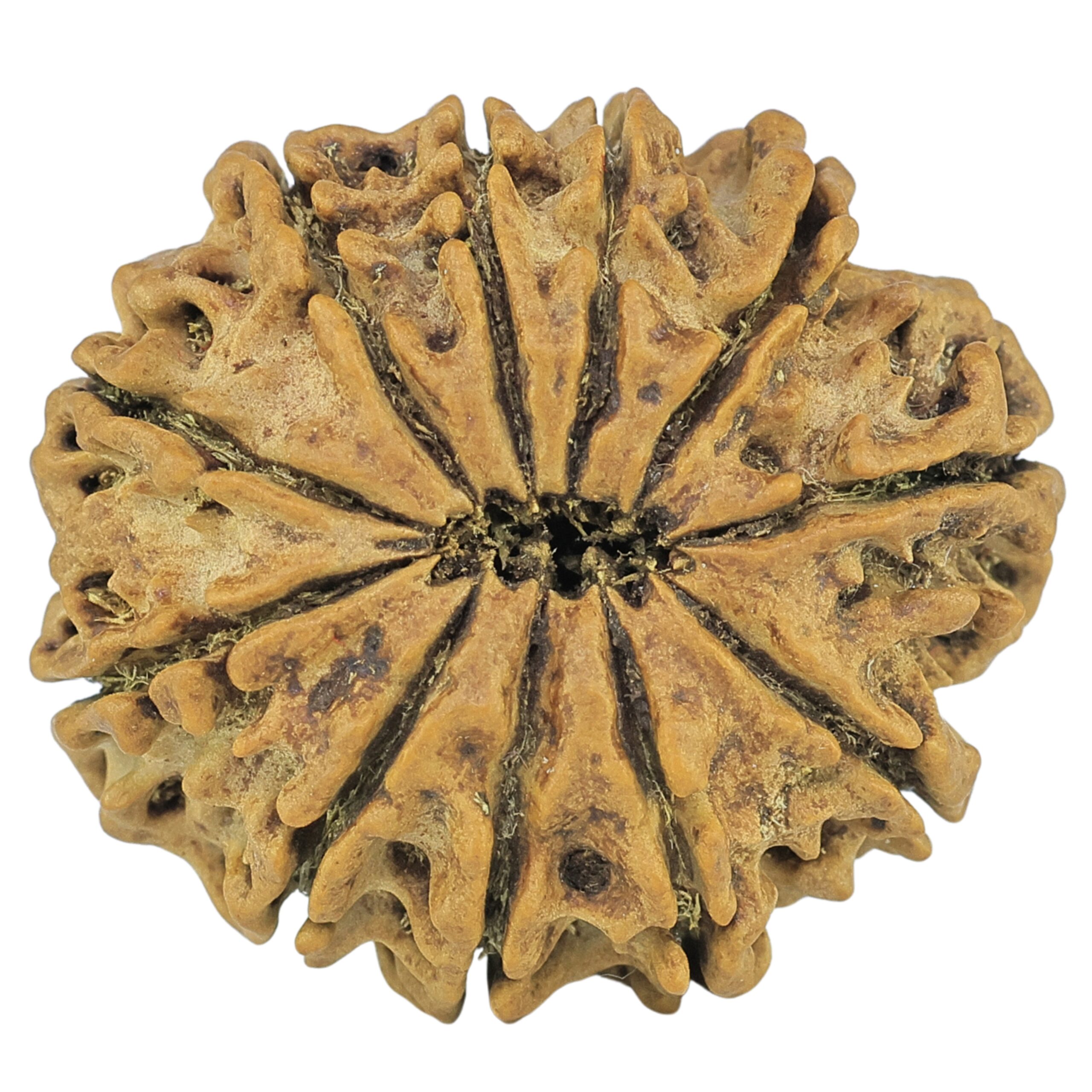 11 Mukhi Rudraksha 25mm 3.35gm - Rudraksha back