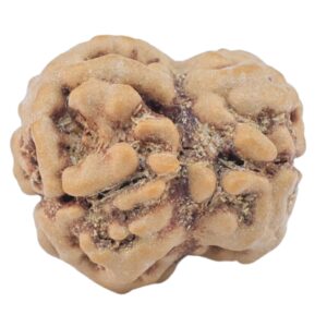 2 Mukhi Rudraksha 22.8mm 2.62gm - Rudraksha back