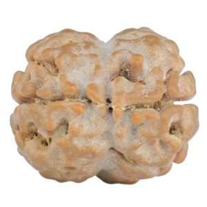 2 Mukhi Rudraksha 18.8mm 1.92gm - Rudraksha back