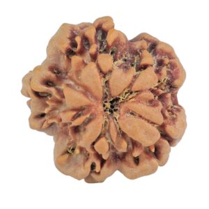 1MK(Underdeveloped) 25mm 4.49gm - Rudraksha back