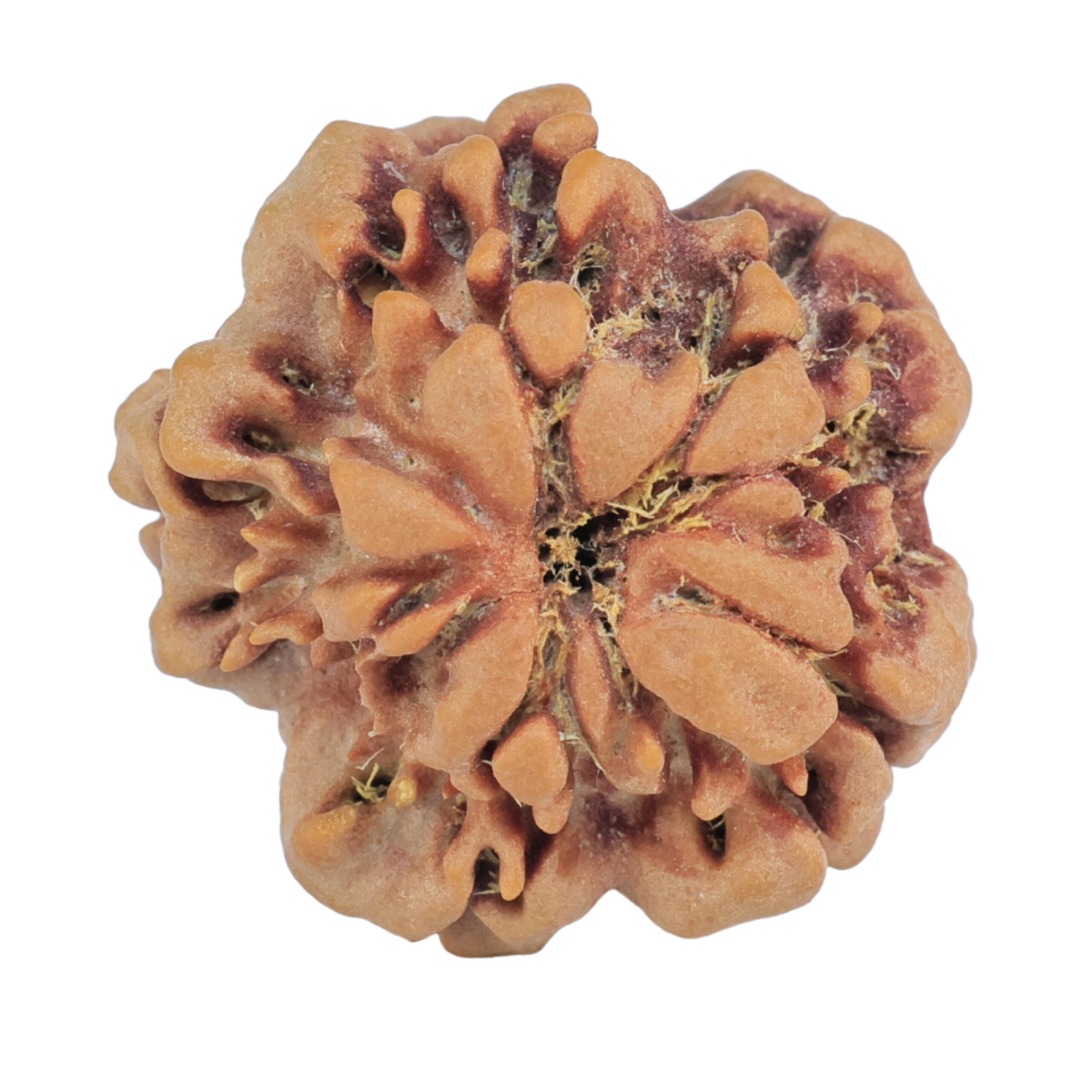 1MK(Underdeveloped) 25mm 4.49gm - Rudraksha back