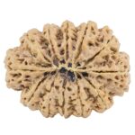 12 Mukhi Rudraksha 36.4mm 10.11gm - Rudraksha back