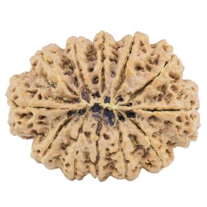 12 Mukhi Rudraksha 36.4mm 10.11gm - Rudraksha back