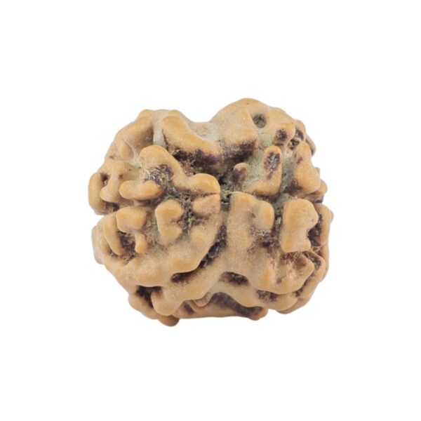 2 Mukhi Rudraksha 17.4mm 1.38gm - Rudraksha back