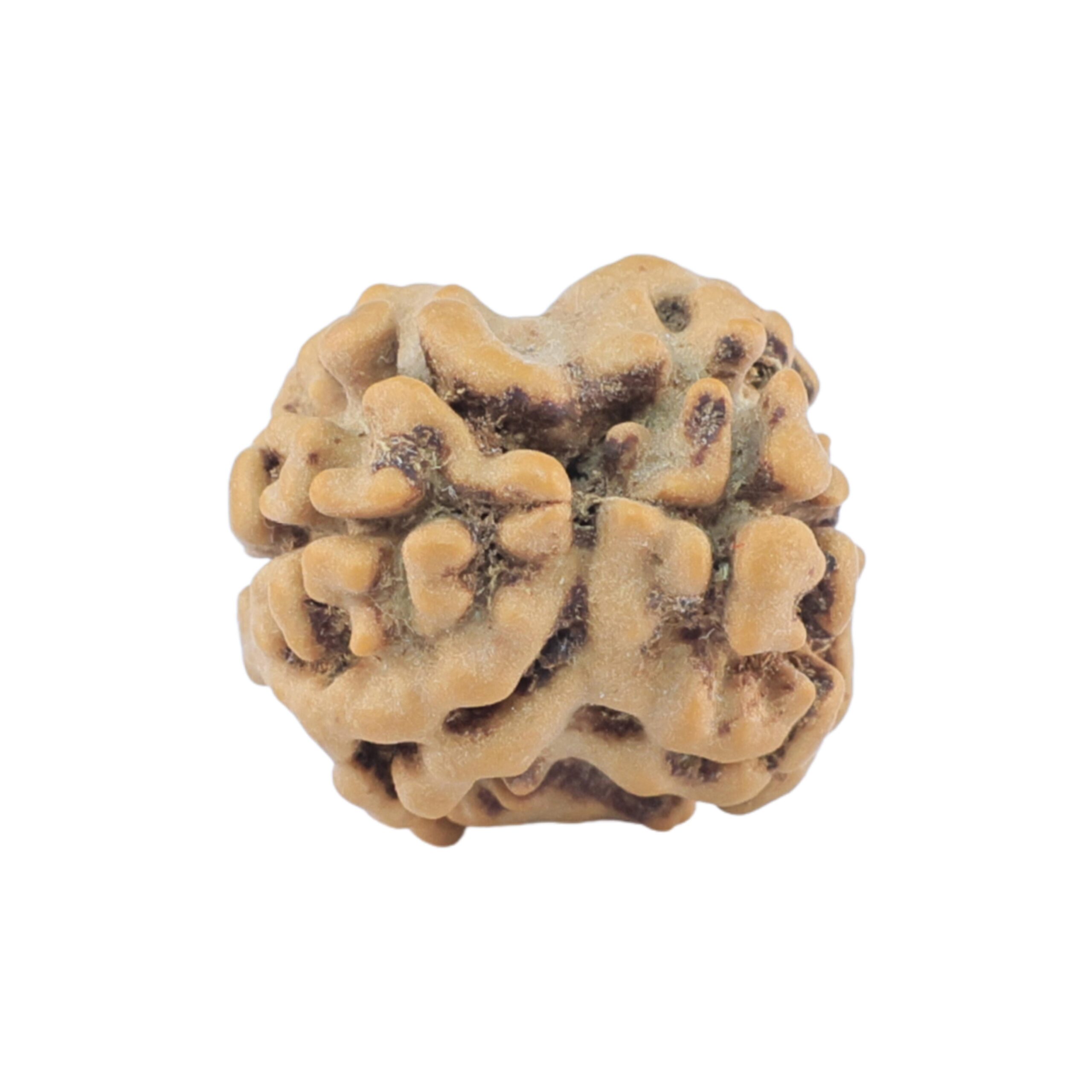 2 Mukhi Rudraksha 17.4mm 1.38gm - Rudraksha back
