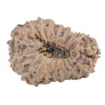18 Mukhi Rudraksha 25.9mm 2.93gm - Rudraksha back