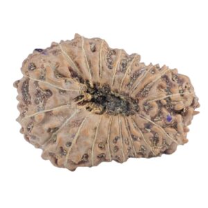 18 Mukhi Rudraksha 25.9mm 2.93gm - Rudraksha back