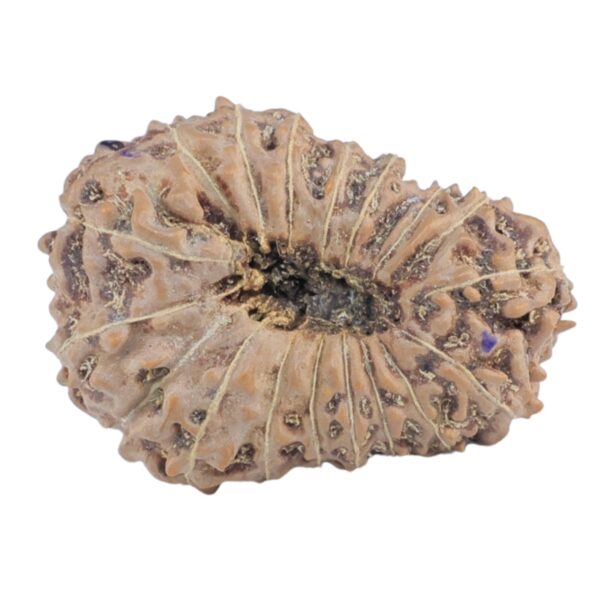 18 Mukhi Rudraksha 25.9mm 2.93gm - Rudraksha back
