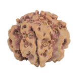 1MK(Underdeveloped) 24.3mm 4.36gm - Rudraksha