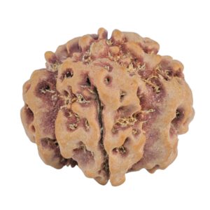 1MK(Underdeveloped) 24.3mm 4.36gm - Rudraksha