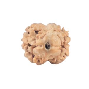 2 Mukhi Rudraksha 20.3mm 1.37gm - Rudraksha
